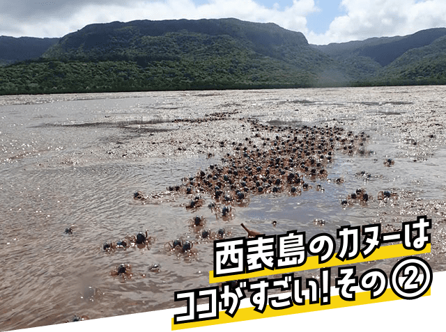 西表島のカヌーはココがすごい！その②