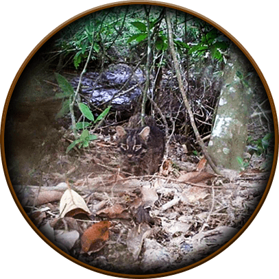 Iriomote wild cat protection